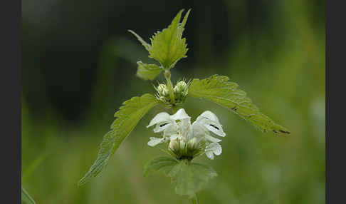 Weiße Taubnessel (Lamium album)