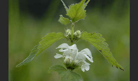 Weiße Taubnessel (Lamium album)