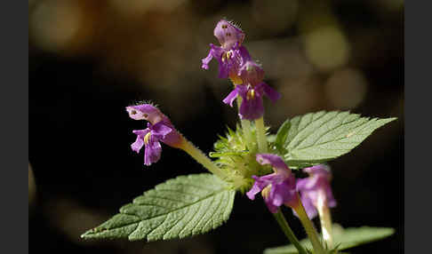 Weicher Hohlzahn (Galeopsis pubescens)