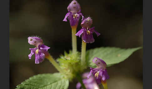 Weicher Hohlzahn (Galeopsis pubescens)