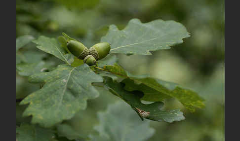 Trauben-Eiche (Quercus petraea)