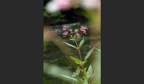 Drüsiges Springkraut (Impatiens glandulifera)