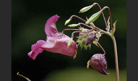 Drüsiges Springkraut (Impatiens glandulifera)