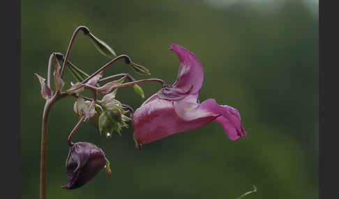 Drüsiges Springkraut (Impatiens glandulifera)