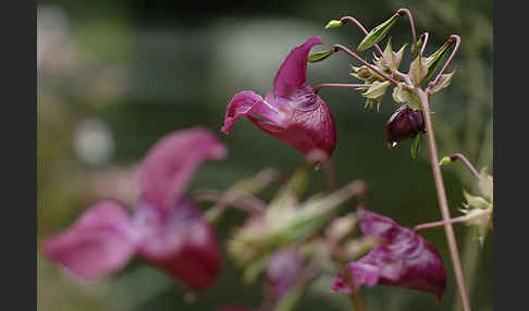 Drüsiges Springkraut (Impatiens glandulifera)