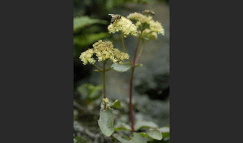 Große Fetthenne (Sedum maximum)