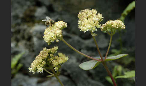 Große Fetthenne (Sedum maximum)