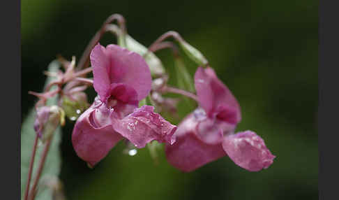 Drüsiges Springkraut (Impatiens glandulifera)