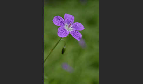 Wiesen-Storchschnabel (Geranium pratense)