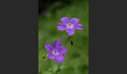 Wiesen-Storchschnabel (Geranium pratense)