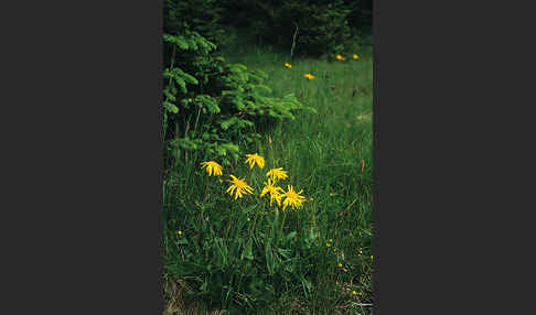 Berg-Wohlverleih (Arnica montana)