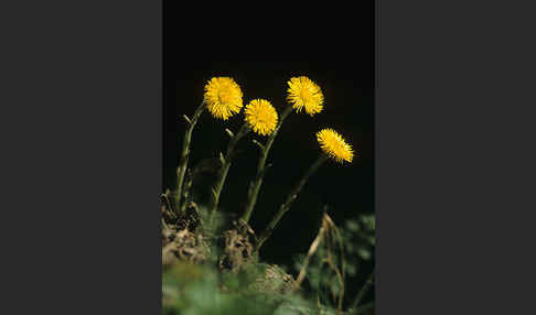 Huflattich (Tussilago farfara)