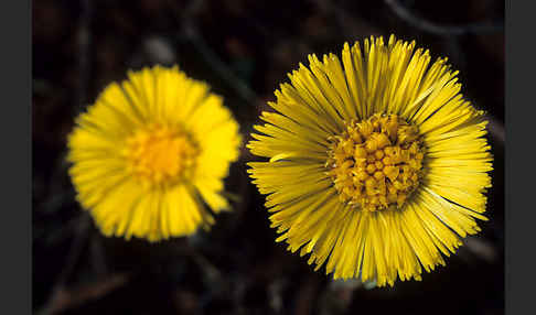 Huflattich (Tussilago farfara)