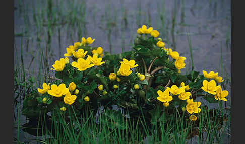 Sumpf-Dotterblume (Caltha palustris)