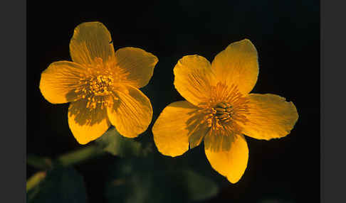 Sumpf-Dotterblume (Caltha palustris)