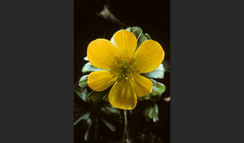 Winterling (Eranthis hyemalis)