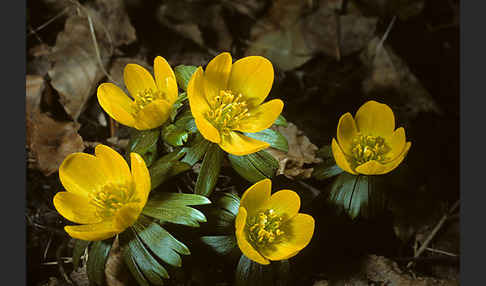 Winterling (Eranthis hyemalis)