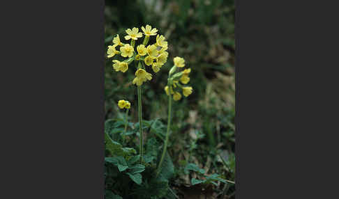 Hohe Schlüsselblume (Primula elatior)