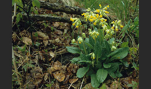 Wiesen-Schlüsselblume (Primula veris)