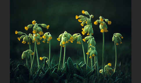 Wiesen-Schlüsselblume (Primula veris)