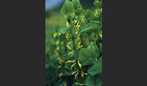 Gewöhnliche Osterluzei (Aristolochia clematitis)