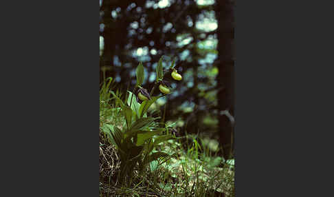 Frauenschuh (Cypripedium calceolus)