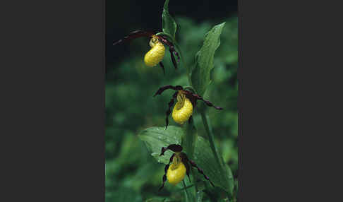 Frauenschuh (Cypripedium calceolus)