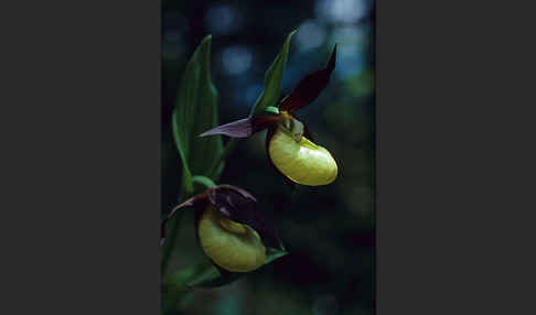 Frauenschuh (Cypripedium calceolus)