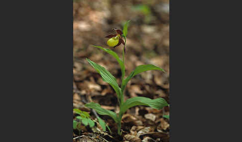 Frauenschuh (Cypripedium calceolus)