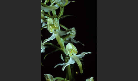 Berg-Waldhyazinthe (Platanthera chlorantha)