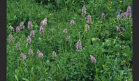 Helm-Knabenkraut (Orchis militaris)