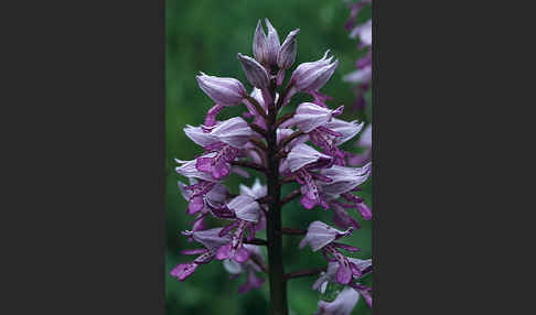 Helm-Knabenkraut (Orchis militaris)