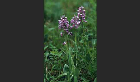 Helm-Knabenkraut (Orchis militaris)