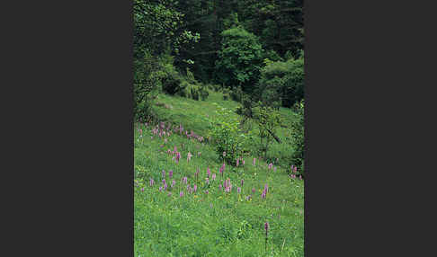 Purpur-Knabenkraut (Orchis purpurea)