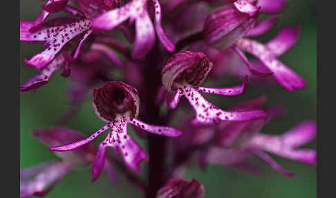 Purpur-Knabenkraut (Orchis purpurea)