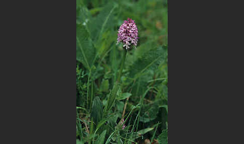 Purpur-Knabenkraut (Orchis purpurea)