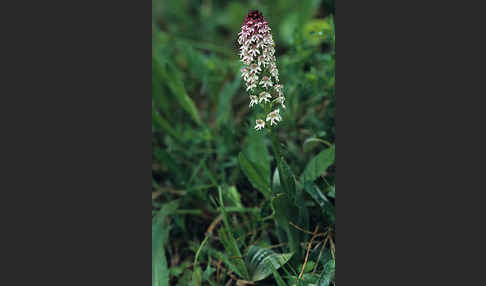 Brand-Knabenkraut (Orchis ustulata)