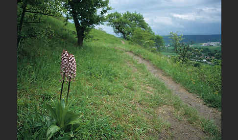 Purpur-Knabenkraut (Orchis purpurea)