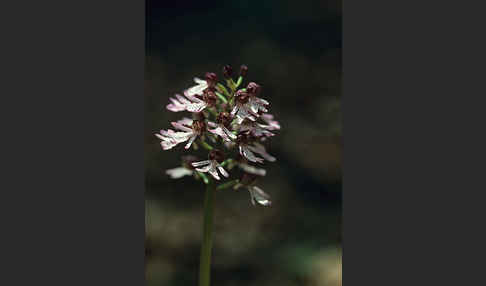 Purpur-Knabenkraut (Orchis purpurea)