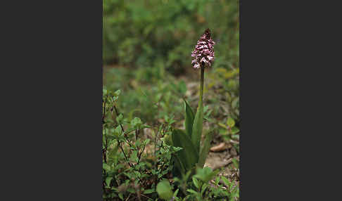 Purpur-Knabenkraut (Orchis purpurea)