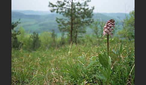 Purpur-Knabenkraut (Orchis purpurea)