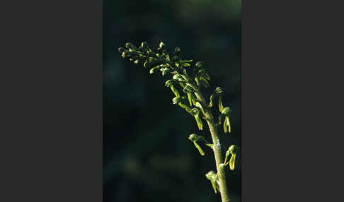 Großes Zweiblatt (Listera ovata)