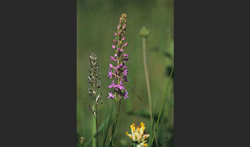 Große Händelwurz (Gymnadenia conopsea)