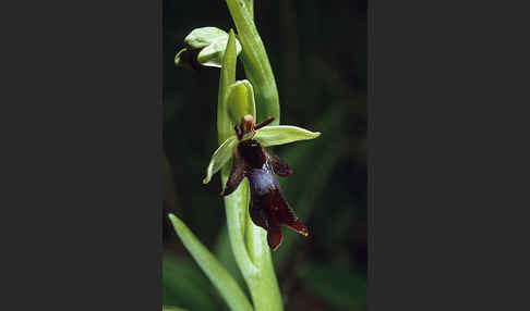 Fliegen-Ragwurz (Ophrys insectifera)