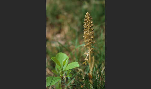 Nestwurz (Neottia nidus-avis)