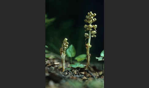 Nestwurz (Neottia nidus-avis)