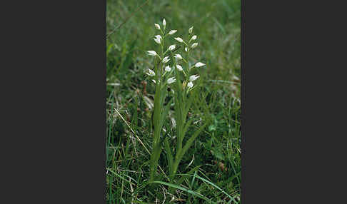 Schwertblättriges Waldvögelein (Cephalanthera longifolia)