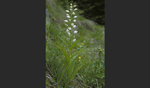 Schwertblättriges Waldvögelein (Cephalanthera longifolia)