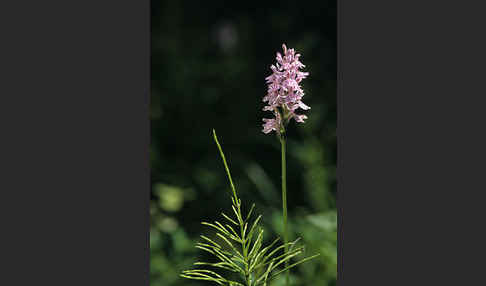 Geflecktes Knabenkraut (Dactylorhiza maculata)