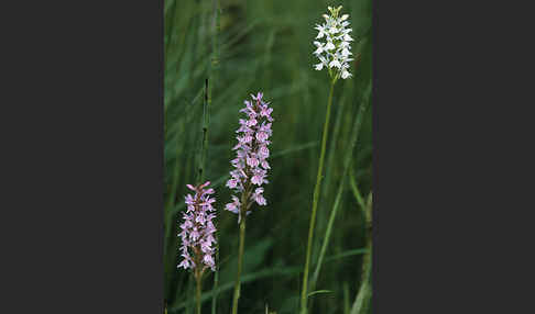 Geflecktes Knabenkraut (Dactylorhiza maculata)